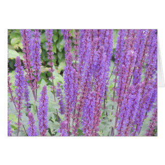 Lila blommor Bruges, Belgien Hälsningskort
