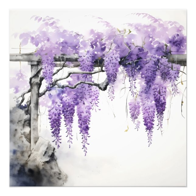 Lila blommor Färg Wisteria Fototryck (Framsidan)