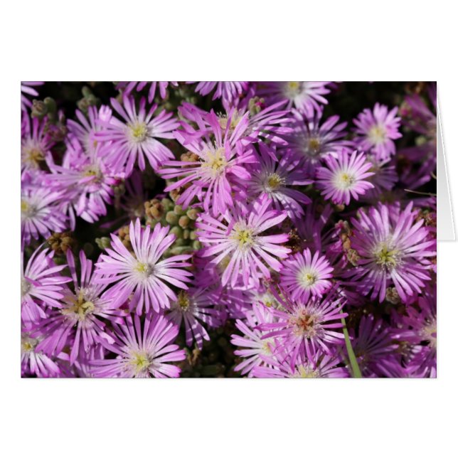 Lila blommor förbigår kortet hälsningskort (Framsidan Horizontal)