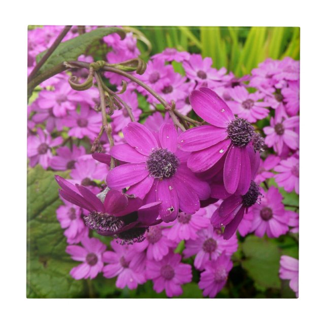 Lila blommor från San Francisco Kakelplatta (Framsidan)