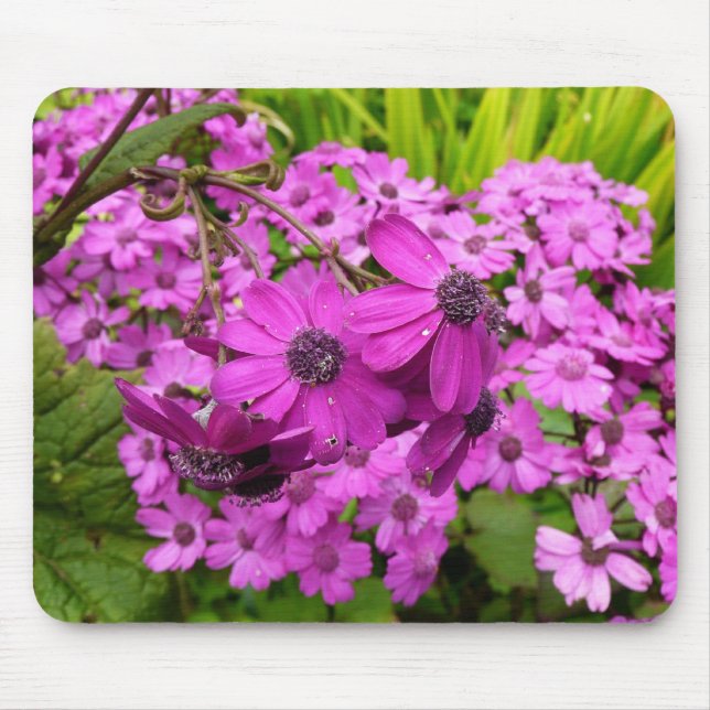 Lila blommor från San Francisco Musmatta (Framsidan)