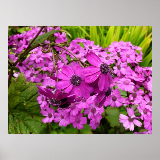 Lila blommor från San Francisco Poster (Framsidan)