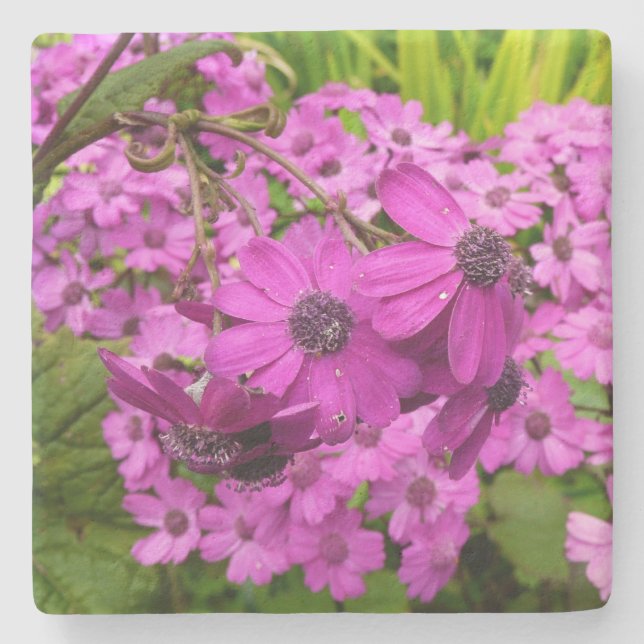 Lila blommor från San Francisco Stenunderlägg (Framsidan)