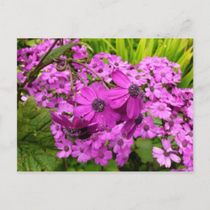 Lila blommor från San Francisco Vykort