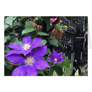 Lila blommor Garden Grind NYC-foto Hälsningskort