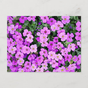 Lila blommor Garden Vykort