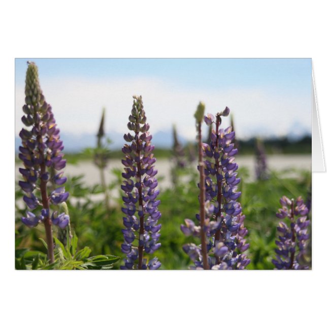 lila blommor hälsningskort (Framsidan Horizontal)