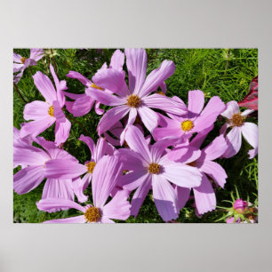LILA BLOMMOR i SOL Poster