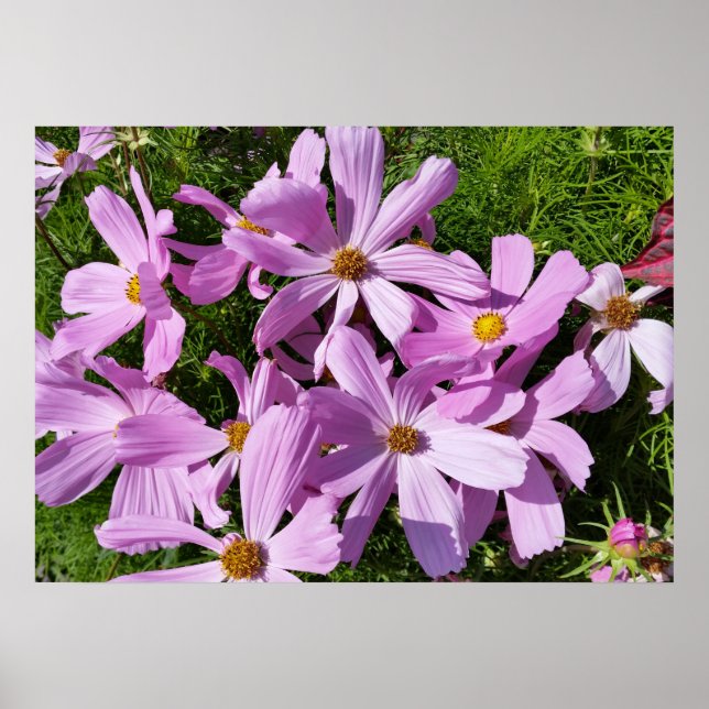 LILA BLOMMOR i SOL Poster (Framsidan)