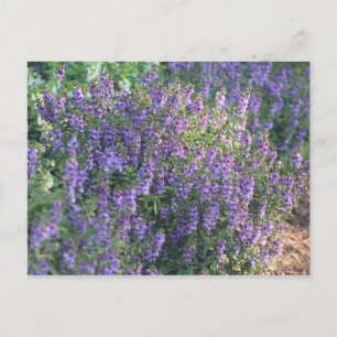 Lila blommor i solljus vykort