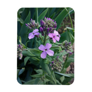 Lila Blommor Magnet