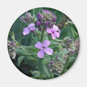 Lila Blommor Magnet