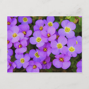 Lila blommor Peace Kärlek Destiny Vykort