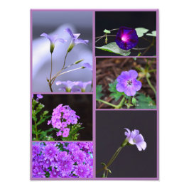 Lila blommor Photo Collage Fototryck