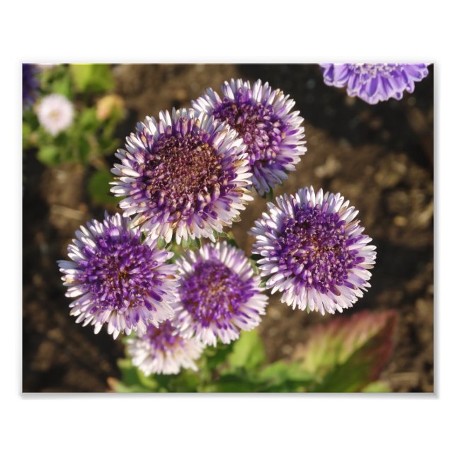 Lila blommor Photo Kodak Photo Papper Fototryck (Framsidan)