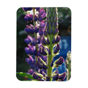 Lila blommor Photo Magnet