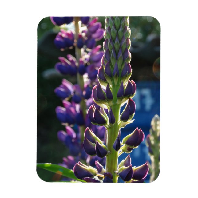 Lila blommor Photo Magnet (Vertikal)