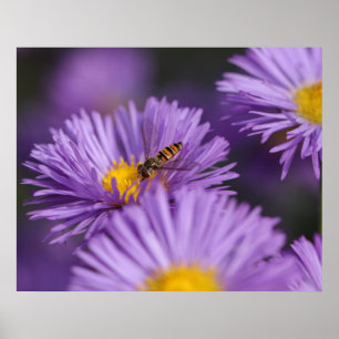 Lila blommor Poster