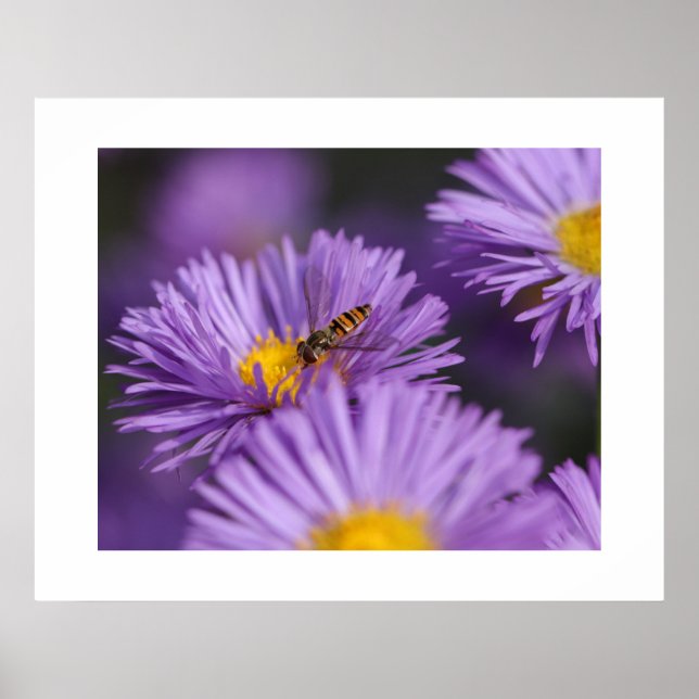 Lila blommor Poster (Framsidan)