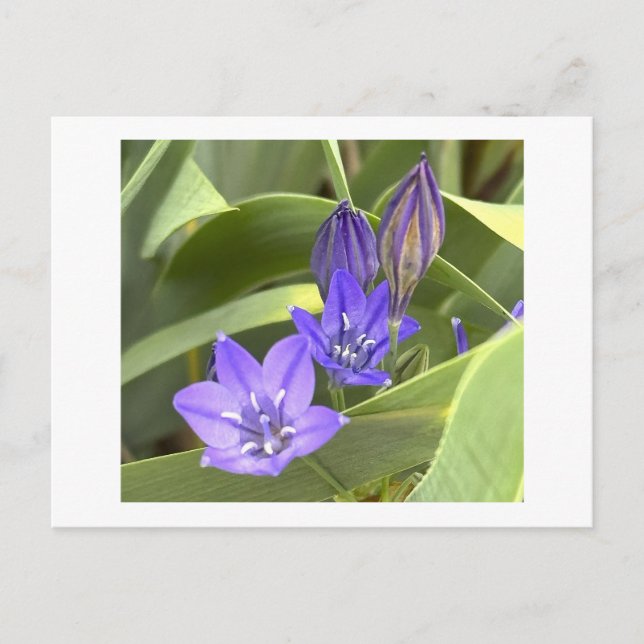 Lila Blommor Postkort Vykort (Framsida)