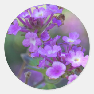 Lila blommor runt klistermärke