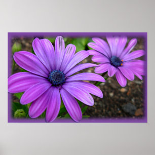 Lila blommor Skriv ut blå Daisy Poster