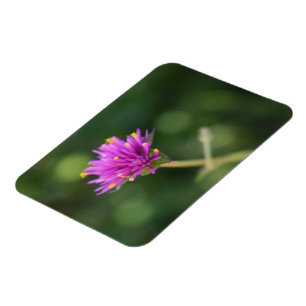 Lila blommor Sommarfotografi, Blommigt Magnet