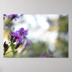 Lila blommor Sommarfotografi, Blommigt Poster