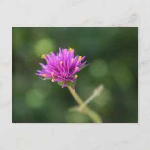 Lila blommor Sommarfotografi, Blommigt Vykort