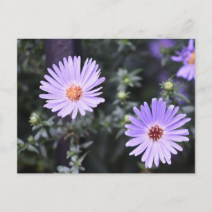 Lila blommor Sommarfotografi, Blommigt Vykort