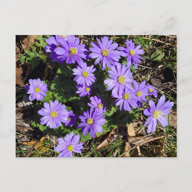 Lila blommor vykort (Framsida)