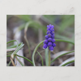 Lila blommor vykort
