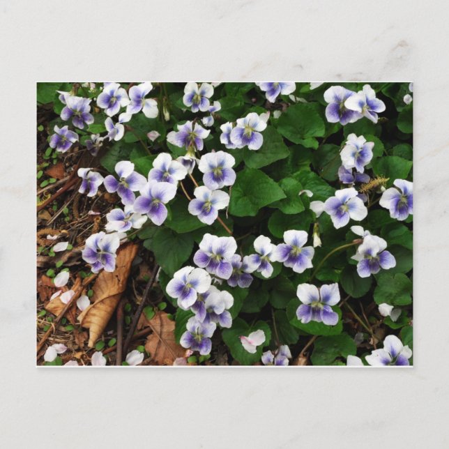 Lila blommor vykort (Framsida)