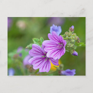 Lila blommor vykort