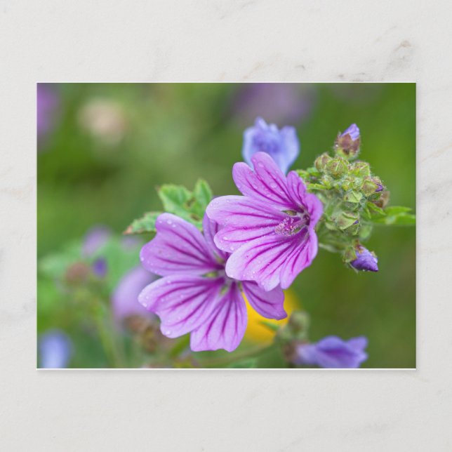 Lila blommor vykort (Framsida)