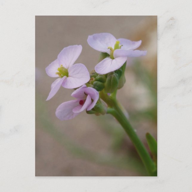 Lila blommor vykort (Framsida)