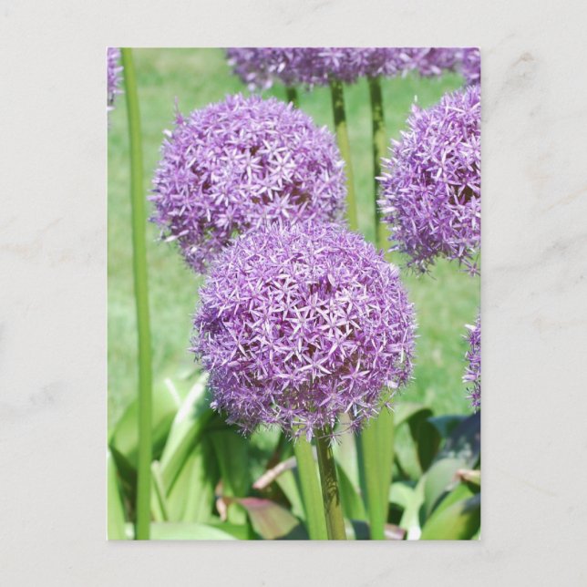 lila blommor vykort (Framsida)