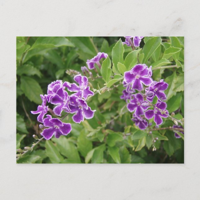 Lila blommor vykort (Framsida)