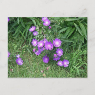 lila blommor vykort