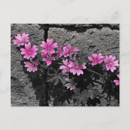 Lila blommor vykort