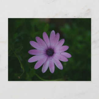 Lila Blomsterfotografi Vykort