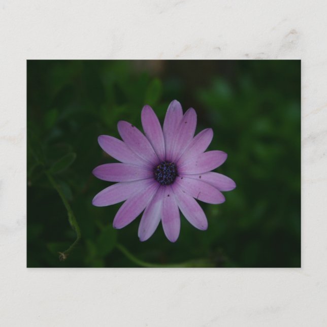Lila Blomsterfotografi Vykort (Framsida)