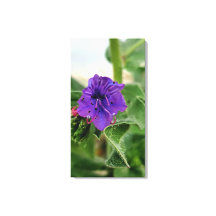 Lila blomstervårflora samling