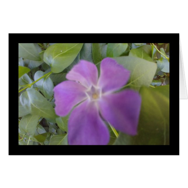 Lila Bloom- Sång av Sol. 8:7-gratulationskort Hälsningskort (Framsidan Horizontal)