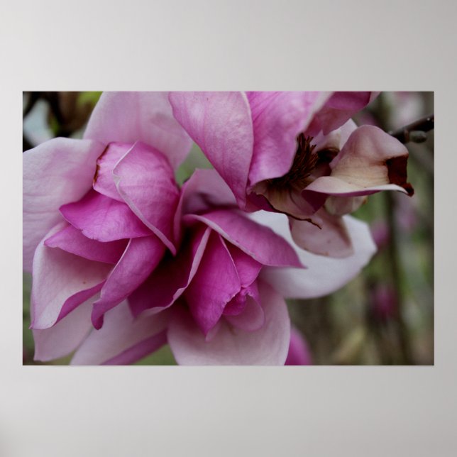 Lila Blooms Poster (Framsidan)