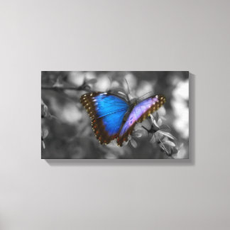 Lila Blue Butterfly Canvastryck
