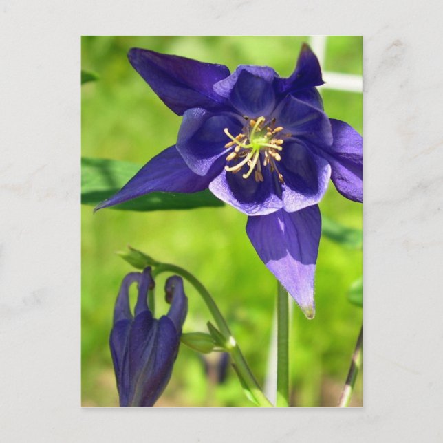 Lila Blue Columbine Flower vycard Vykort (Framsida)