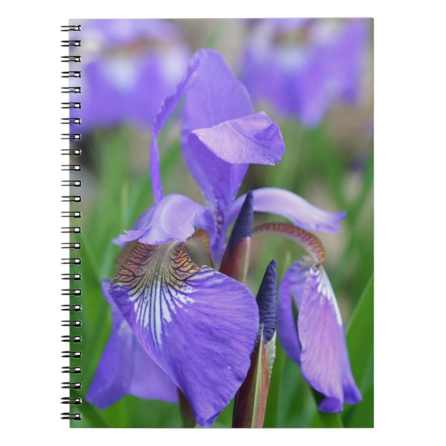 Lila Blue Flagga Iris Flower Natur Anteckningsbok (Framsidan)