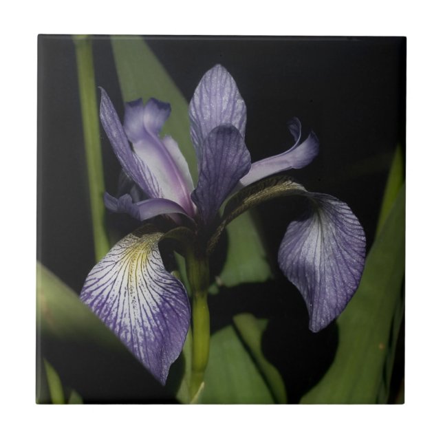 Lila Blue Flagga Iris Flower Natur Kakelplatta (Framsidan)