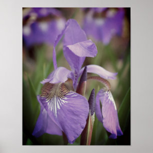 Lila Blue Flagga Iris Flower Poster